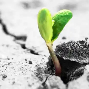 A seedling pushing through cracked earth — resilient growth